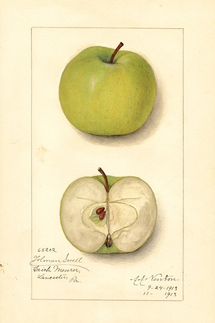A watercolor drawing of an apple, both intact and cut in half.