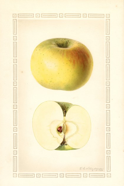 A watercolor drawing of an apple, both intact and cut in half.
