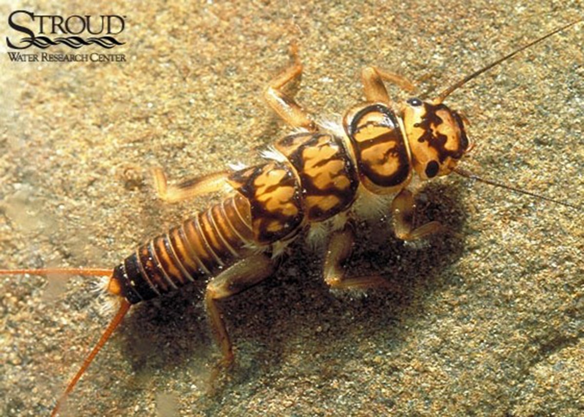 A close up image of a tan and brown patterned insect with a segmented body on a tan-colored rock.