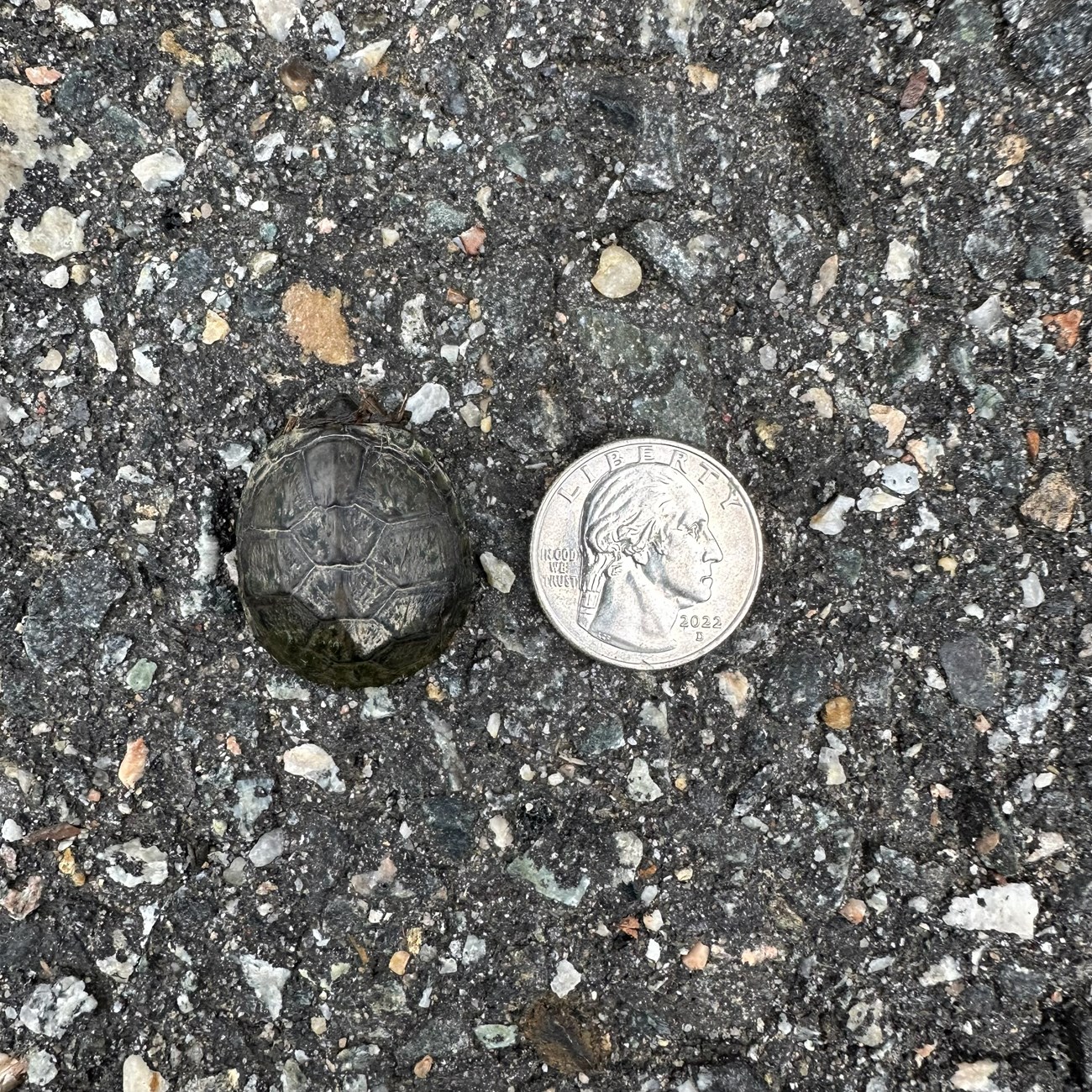 A turtle hatchling next to a US quarter; they are the same size.