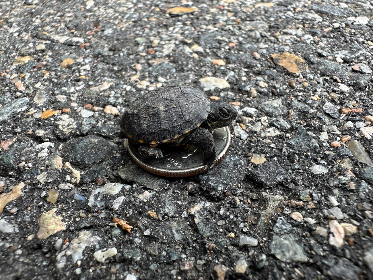 A turtle hatchling sits on top of a U.S. quarter.