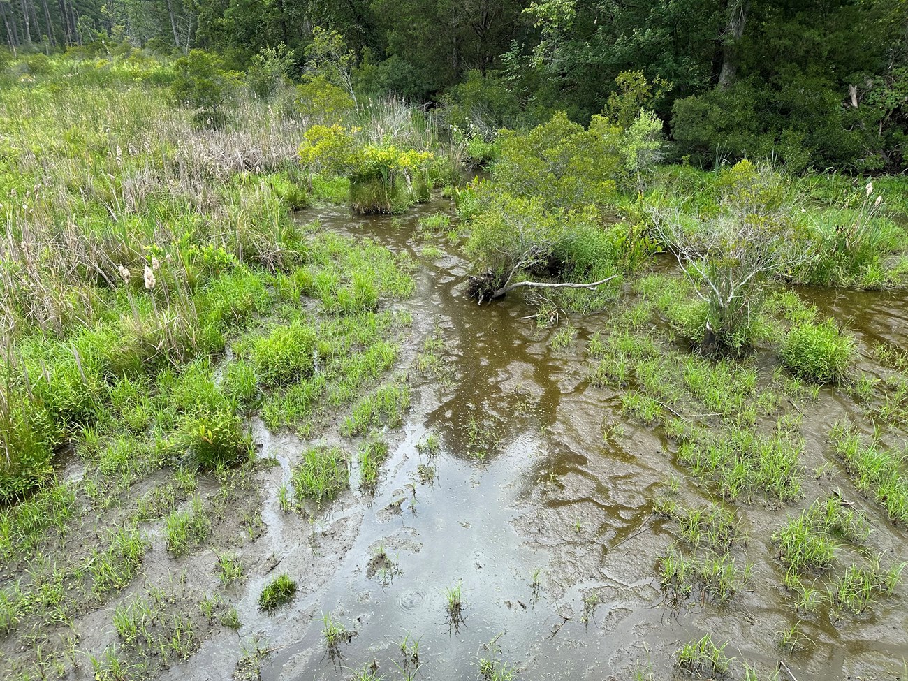A wetland with mostly green grasses and grass-like plants and shrubs. 