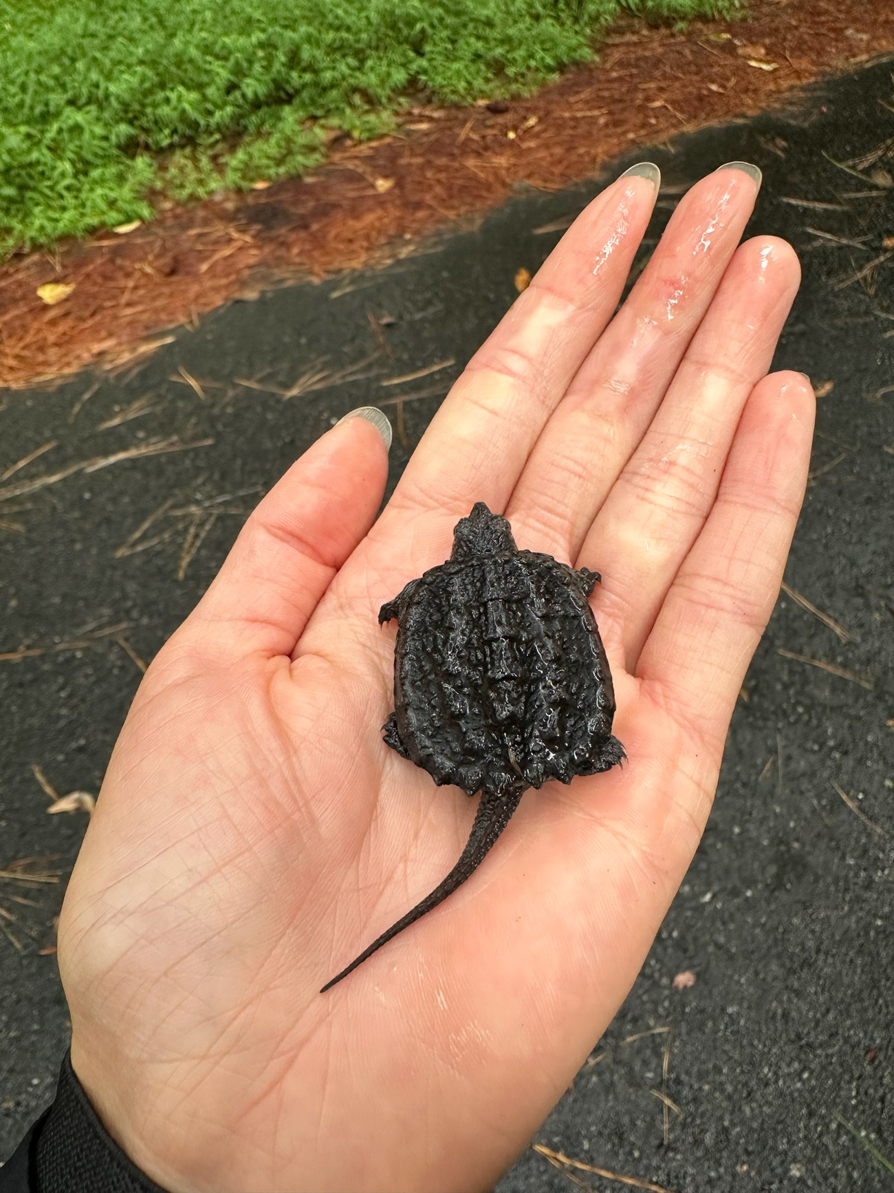 A small turtle with a long tail sits in the palm of a hand.