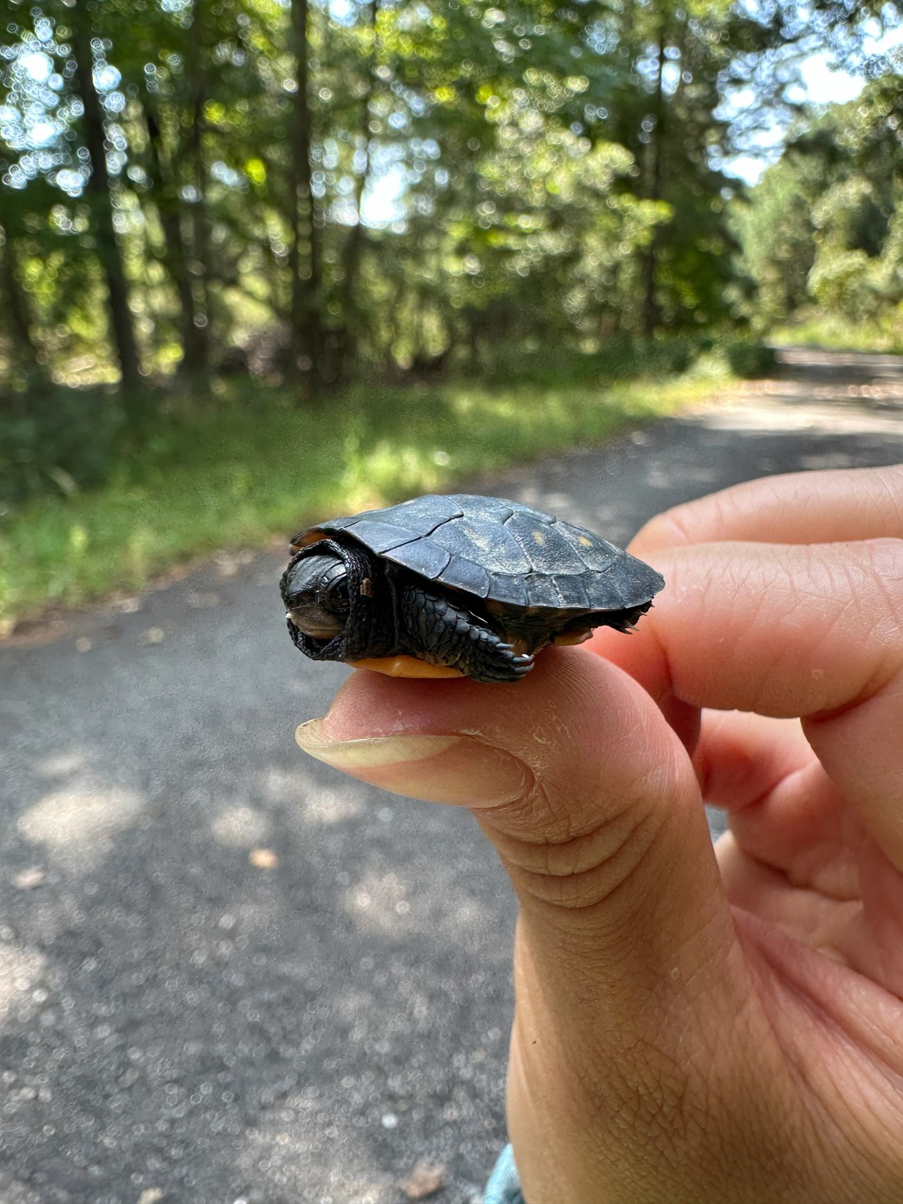 A tiny turtle, with head and front leg visible, is balanced on a person's thumb.