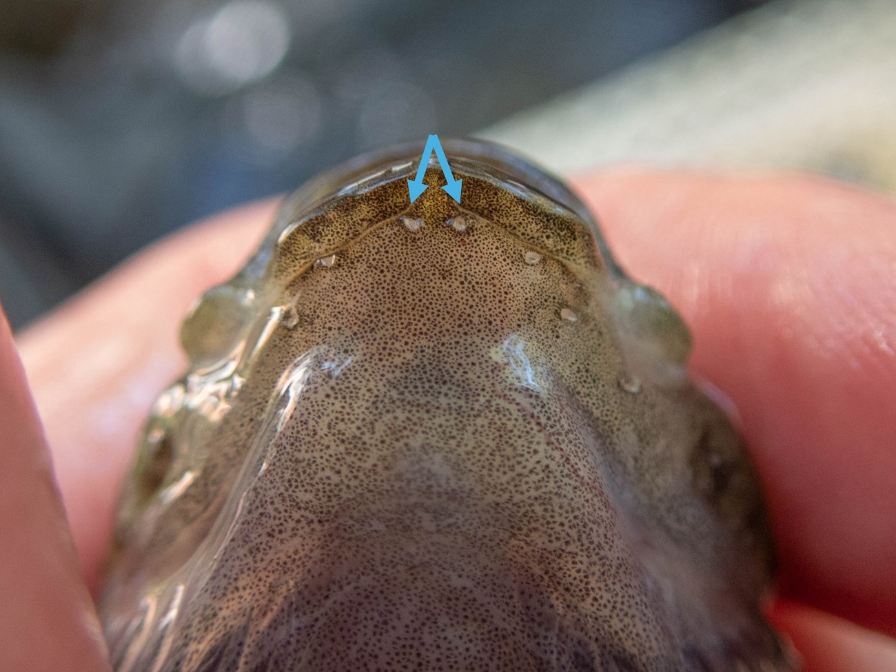 A close up image of the underside of a brown fish head with dots along its jawline