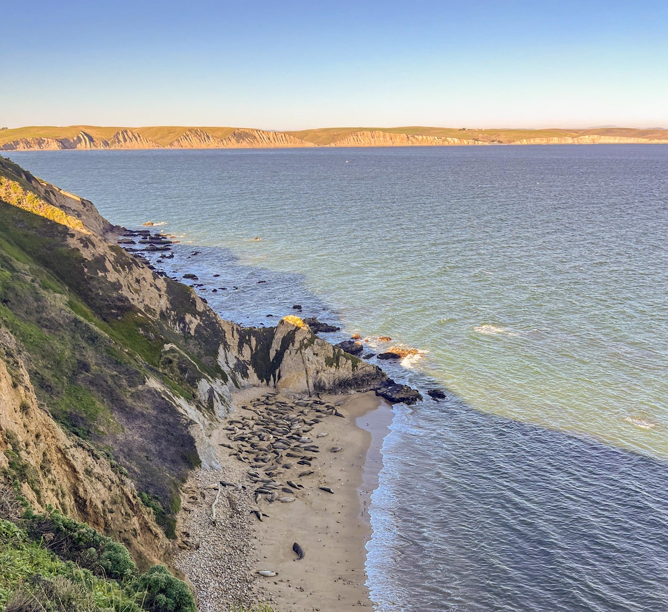 View of Gus' Cove, filled with elephant seals, from a nearby cliff-top. Across Drakes Bay, we see a string of scenic bluffs.