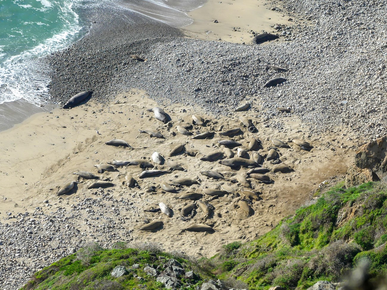 Clifftop view of a beach below. The sandy part of the beach is tightly packed with elephant seals. A few other seals occupy adjacent gravelly beach sections.