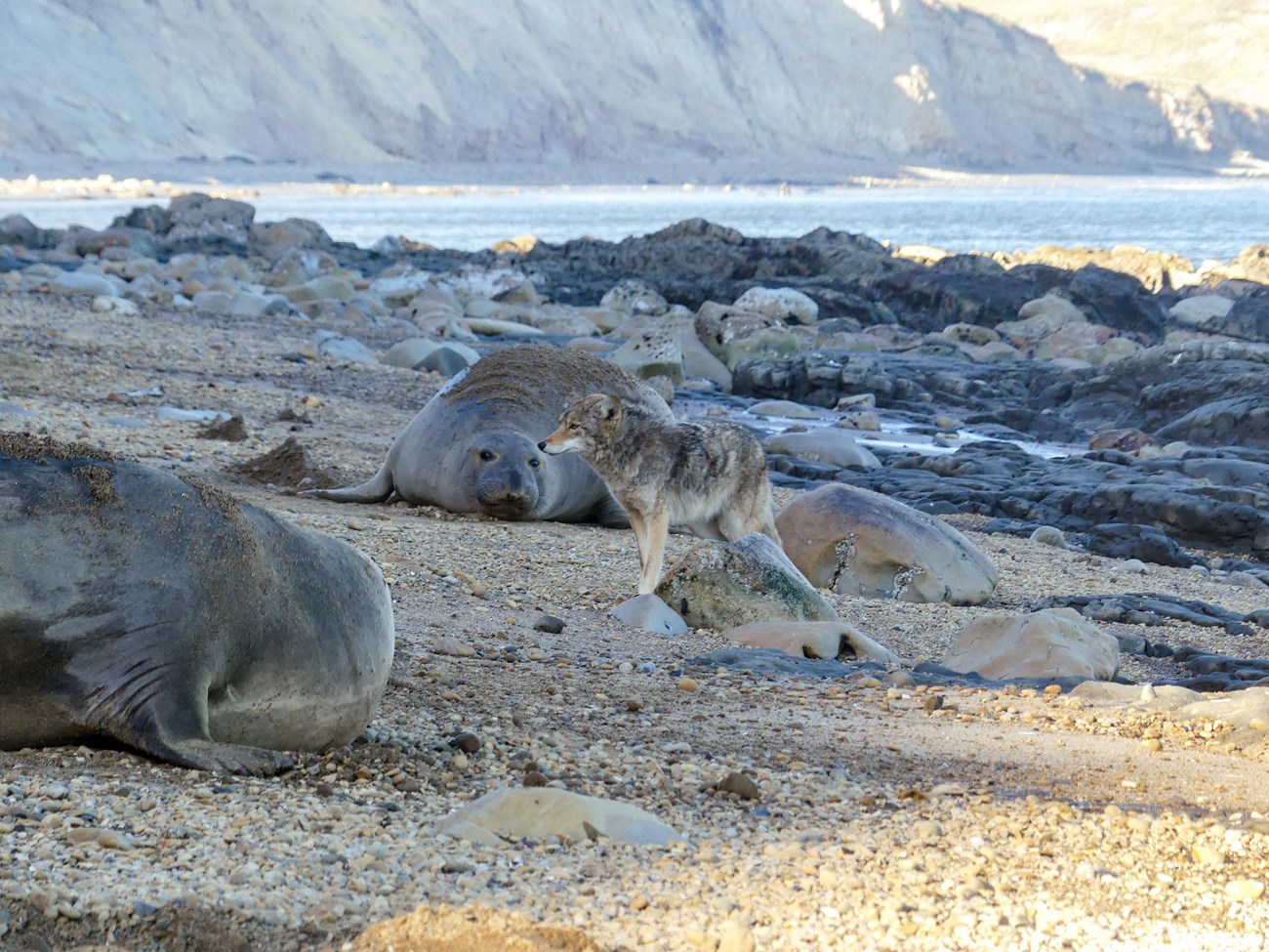 A coyote stands between two much larger elephant seals that are eyeing it carefully.