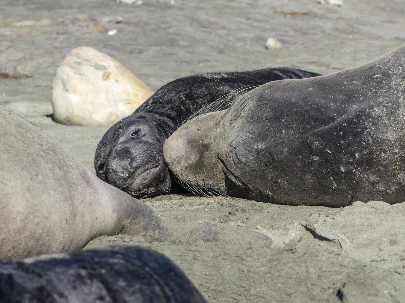 Close-up of a mother elephant seal nuzzling its small pup's cheeck.