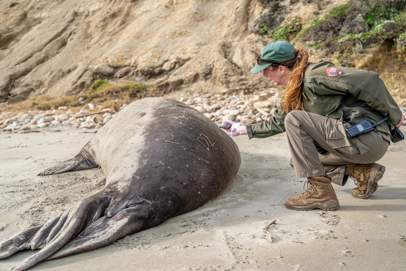A uniformed biologist crouches next to the rear end of a huge, sleeping seal. She's leaning towards him with a squeeze bottle of hair dye, having just used it to write the code 
