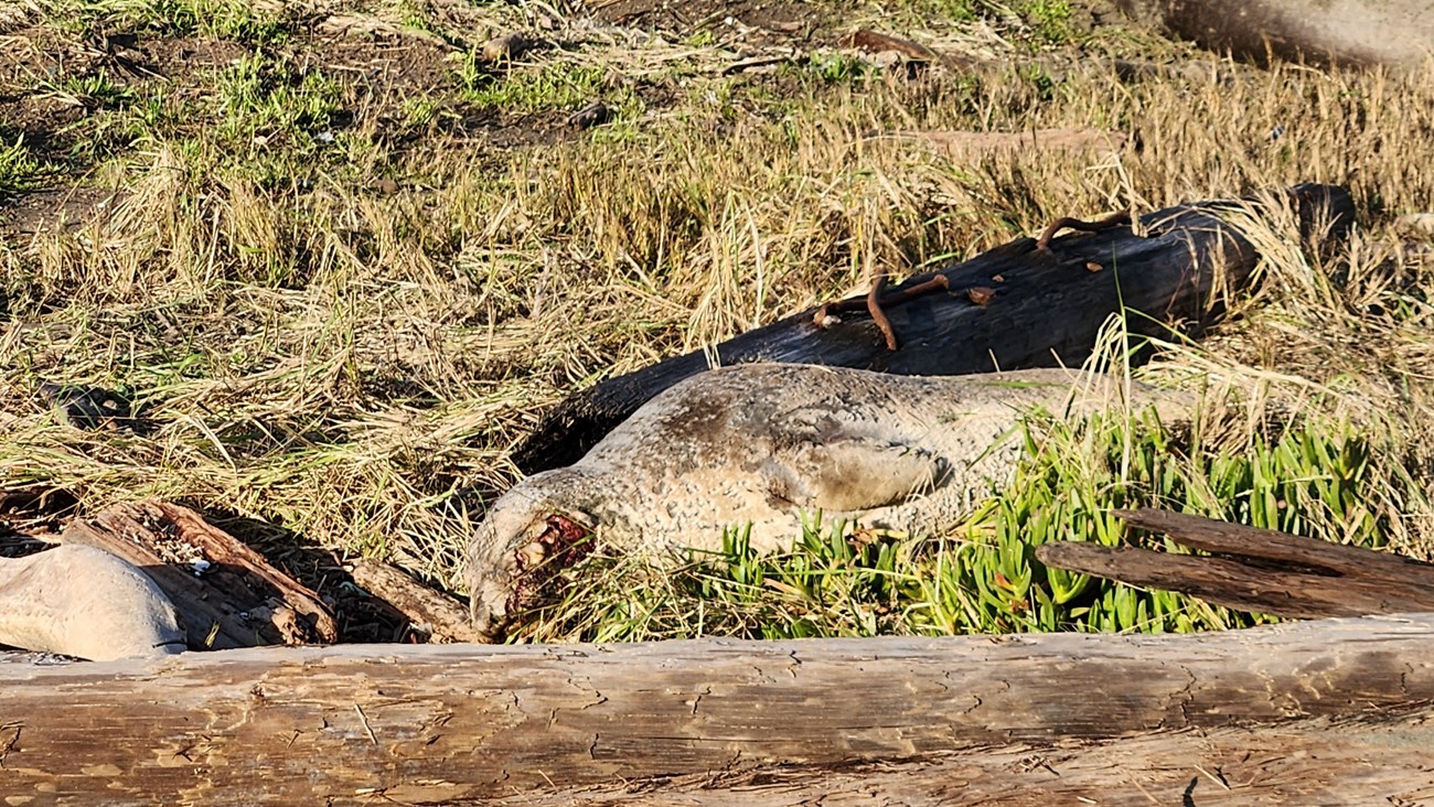 Seal asleep among driftwood and iceplant, with a bloody wound on the side of its face.