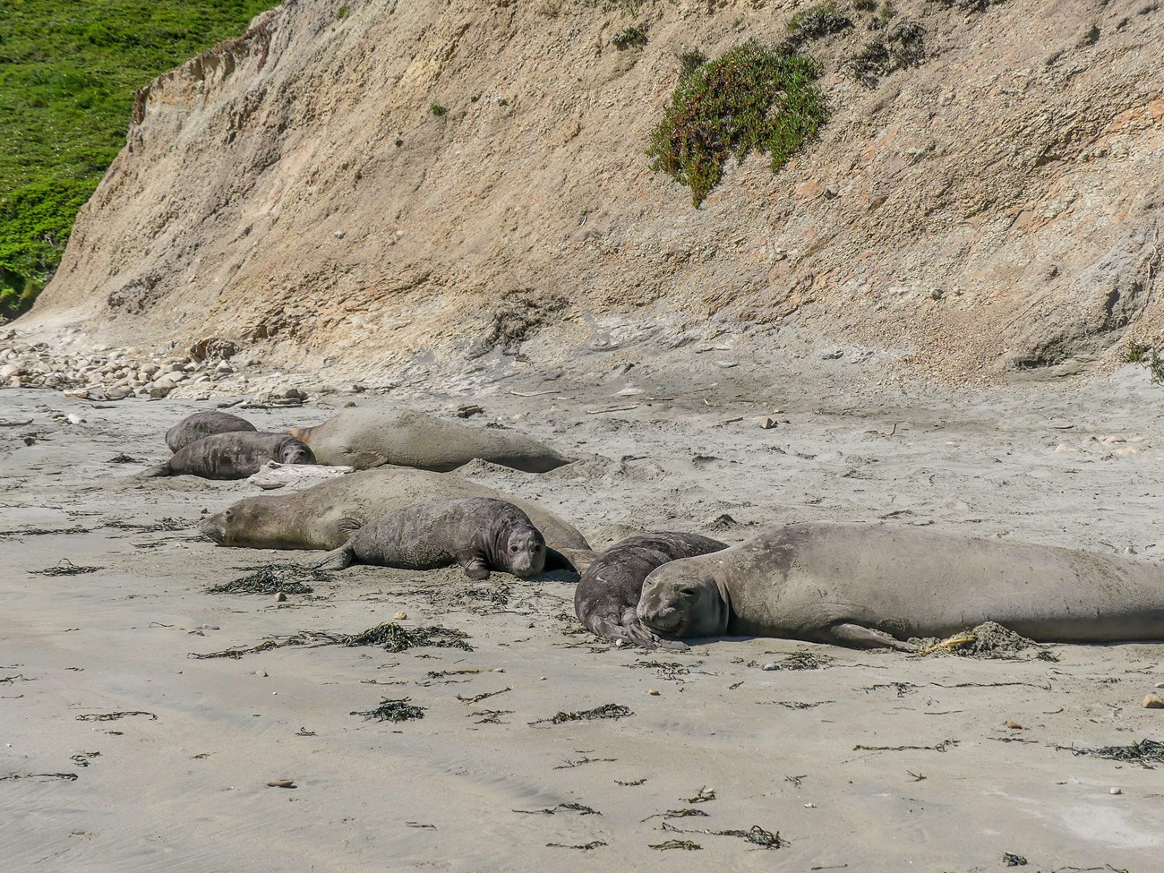 Loose group of three female seals with nearly-weaned pups on the dry sand beneath a steep bluff.