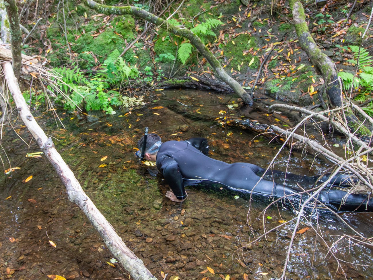Biologist in a black, full-body wetsuit, wading boots, and snorkel gear swimming/crawling through the shallow water of a small creek.