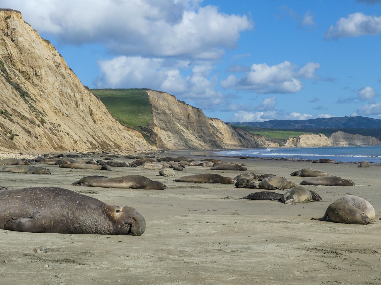 Scenic, bluff-backed beach dotted with elephant seals, including a large male with a dangling nose and scarred chest in the foreground, and many mother-pup pairs behind him.