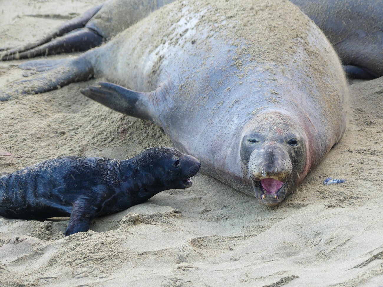 Elephant seal mother and her much smaller, darker-pelted pup, with their heads close together and mouths open wide, both vocalizing.