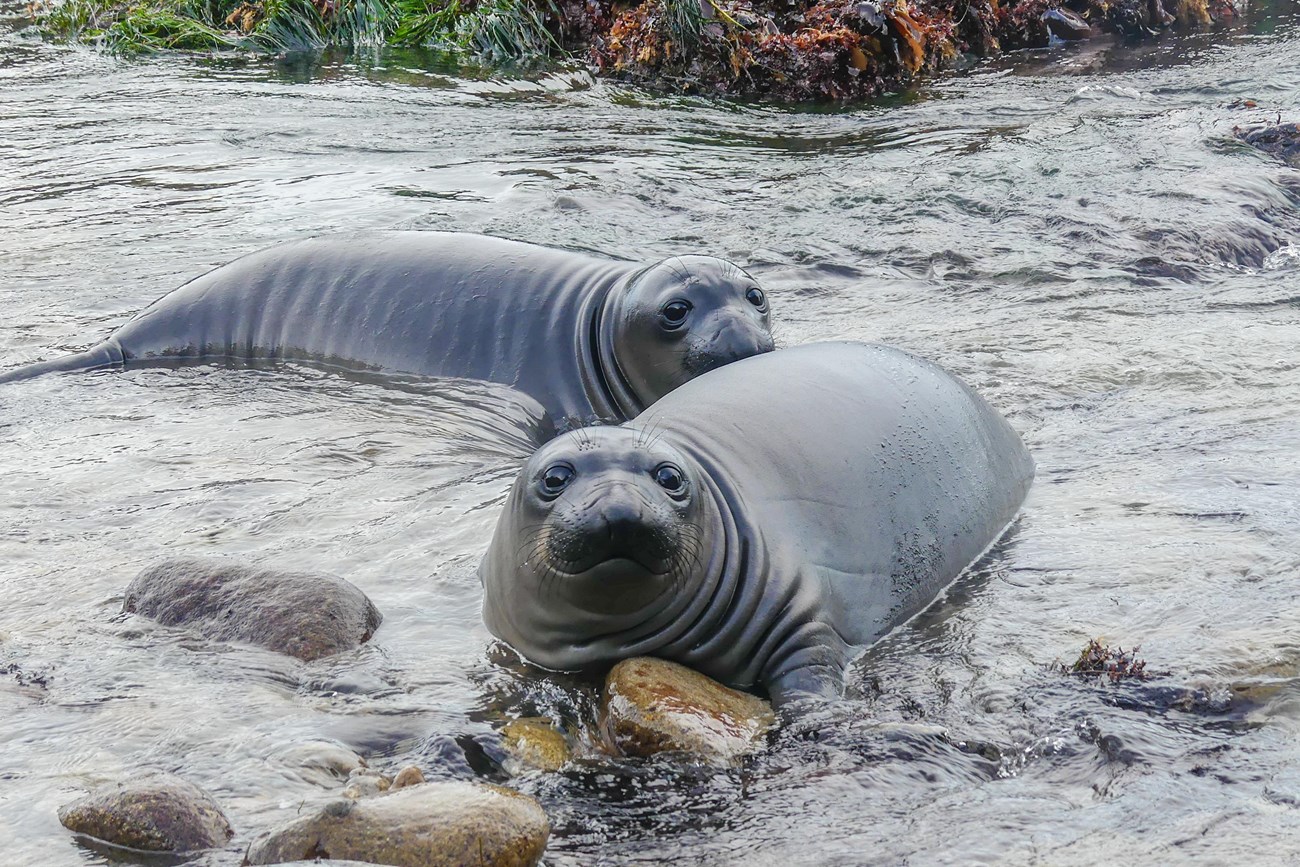 Two large weanlings with rolls of fat around their necks swimming together in a rocky tidepool.
