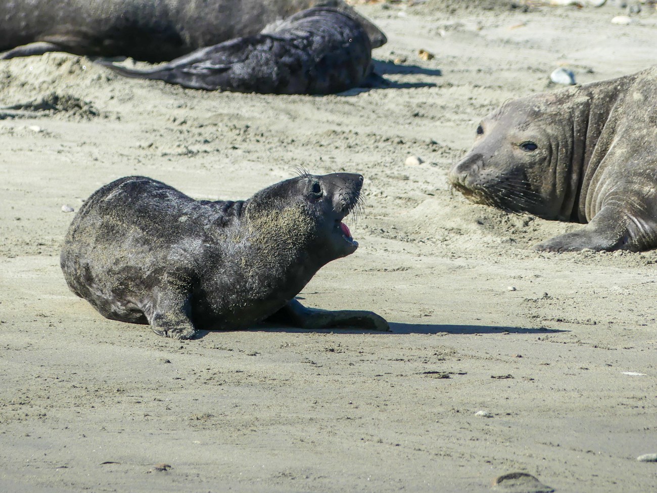 Elephant seal mother and her smaller, darker-pelted pup, look over their shoulders at each other from a few feet away. The pup has its mouth open wide, vocalizing.