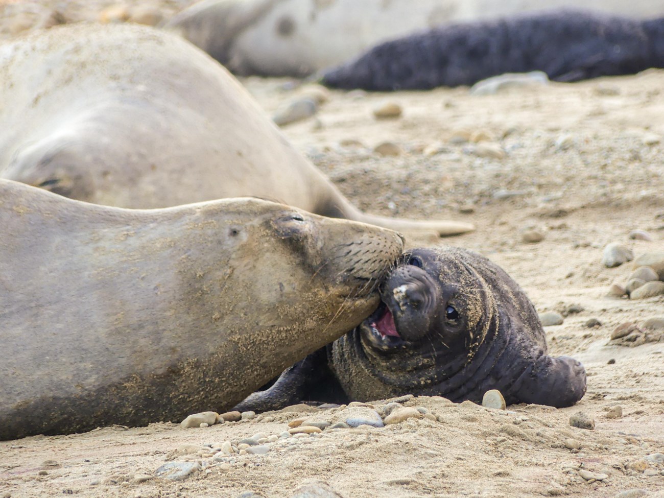 Mother elephant seal affectionately nuzzling the cheeck of her pup, which has its mouth half open as if its in the middle of saying something.