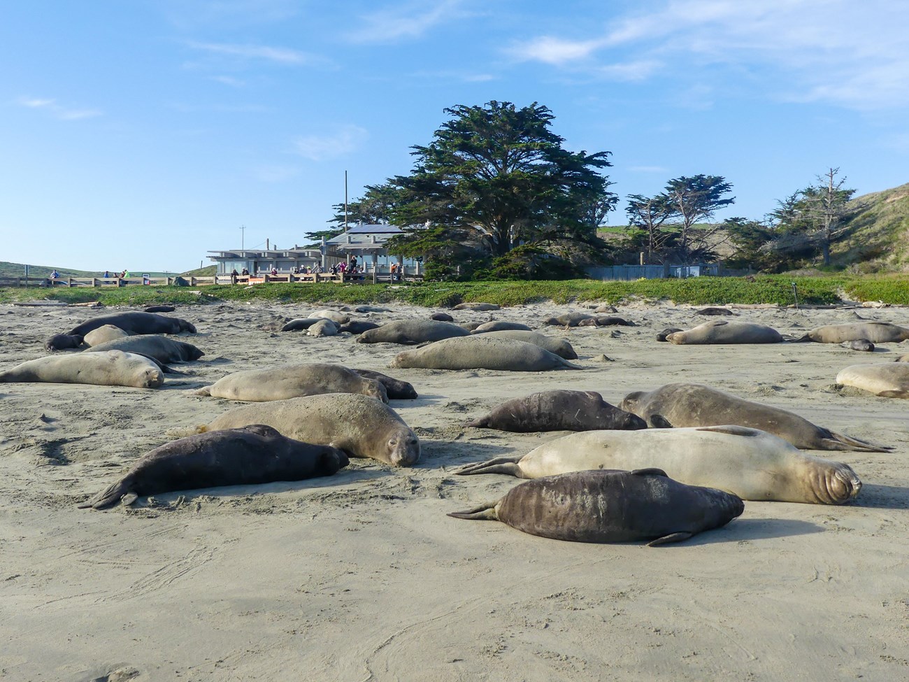 Elephant seals, mostly pairs of mothers and pups, scattered on the beach, with visitors standing behind a fence in the background, and a visitor center building behind them.