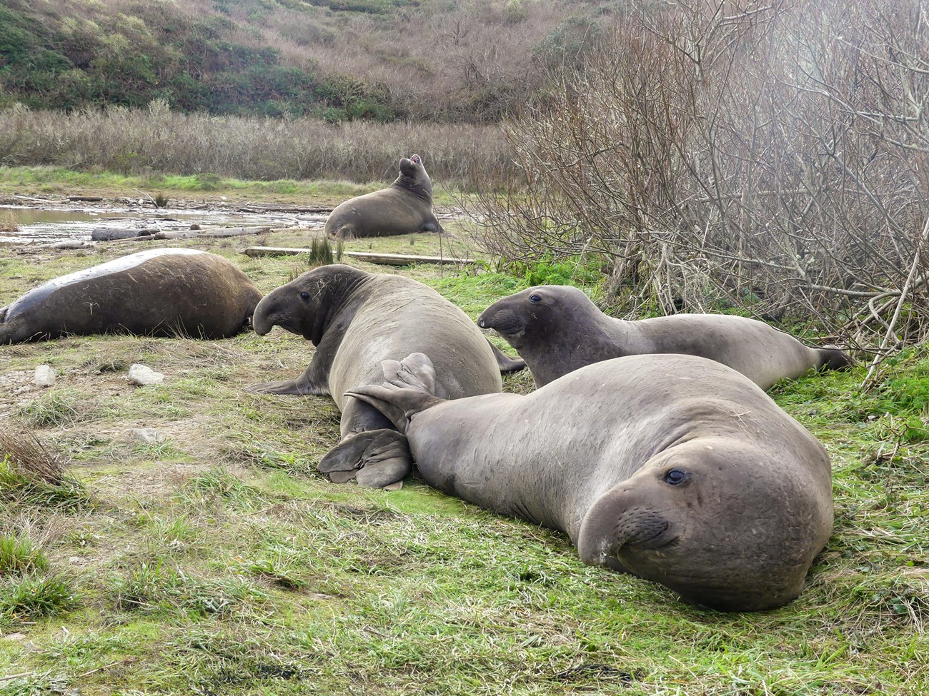 Five elephant seals with partially elongated noses resting in the grass between some shrubs and a calm wetland.