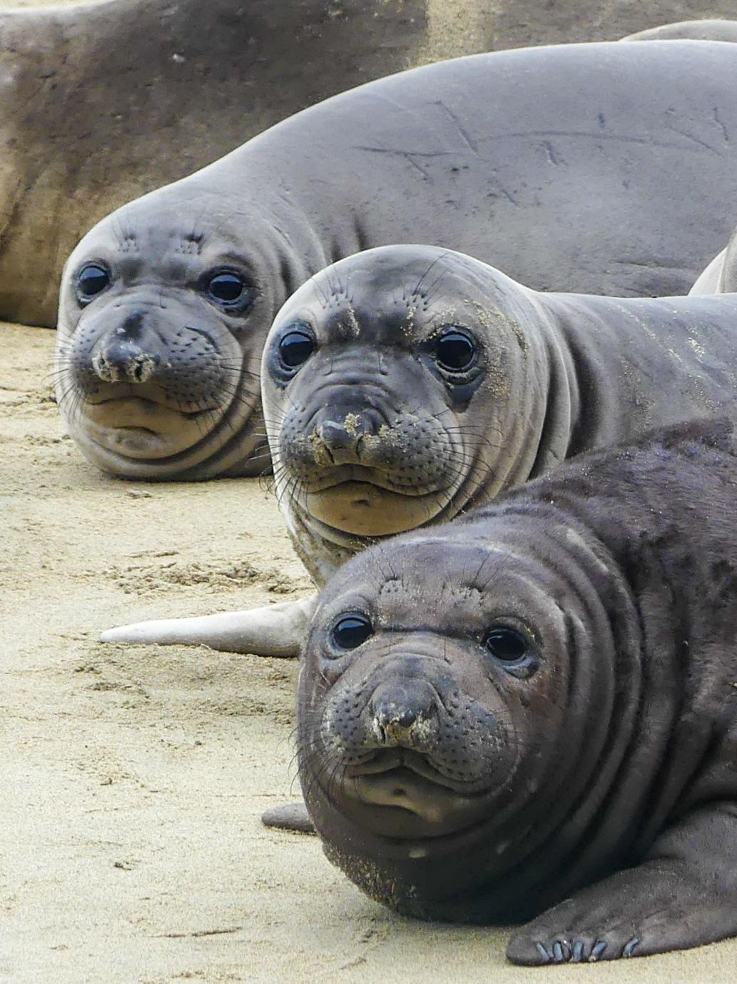Close-up of three weanling faces, one behind the other. They are all very cute, with big, wide, dark eyes, long whiskers, and fat rolls around their necks. One still has the dark fur it was born with, while the other two have fresh silvery coats.