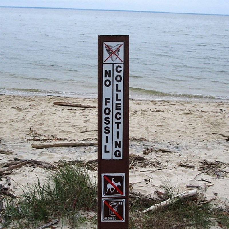 Photo of a vertical sign reading “No Fossil Collecting” in front of a beach.