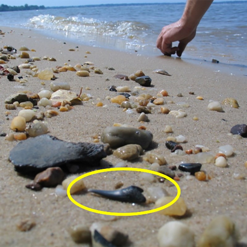 Photo of a pebbly beach with fossil shark tooth highlighted by an added yellow circle.
