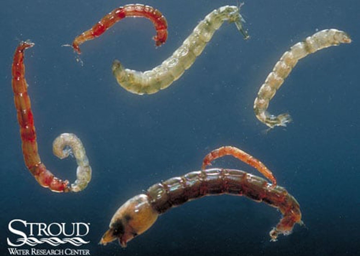 Seven worm-like insects of different colors (red, white, brown) with segmented bodies underwater.
