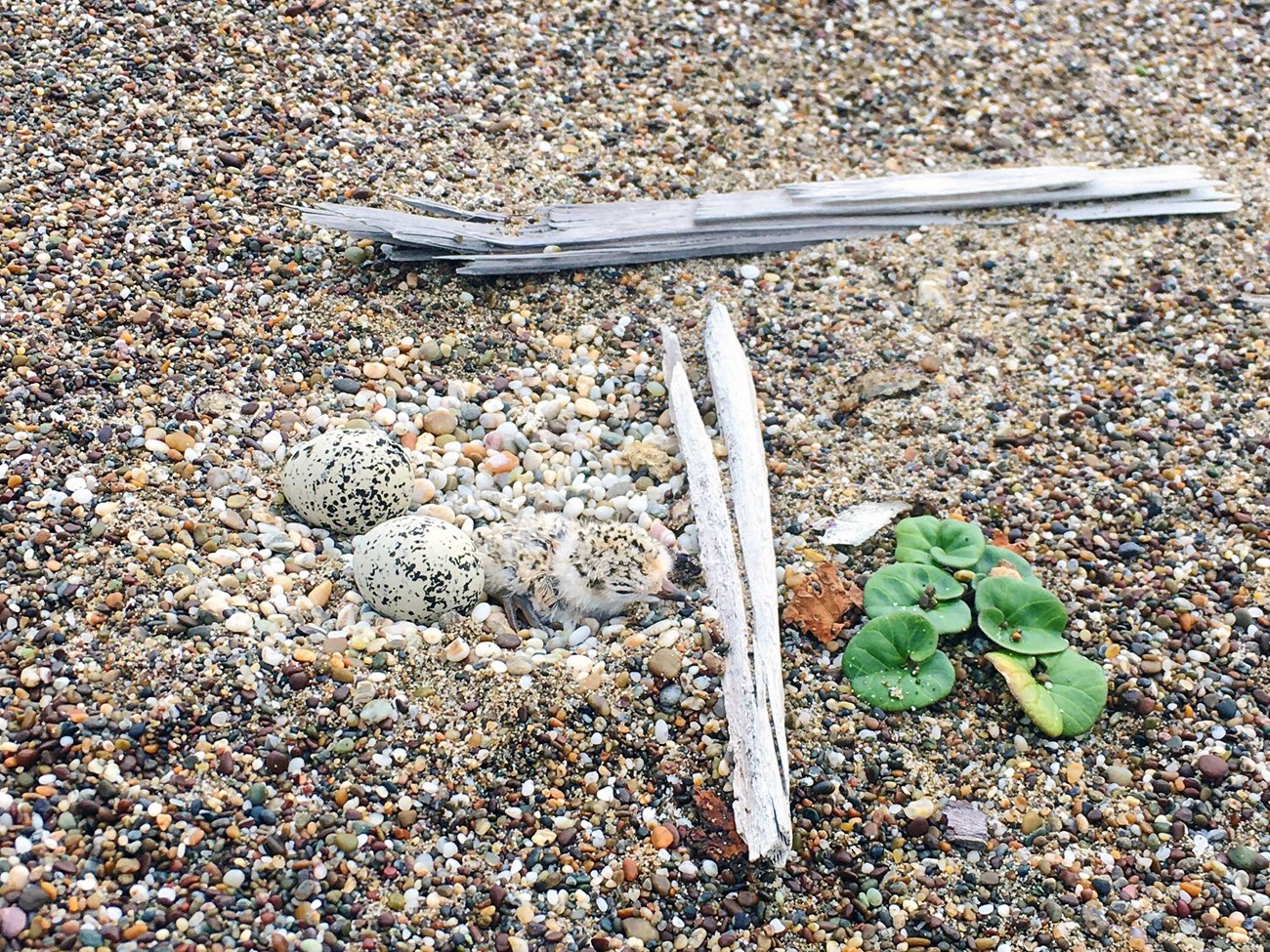 Two specked eggs and a tiny chick blending in well with their nest, a shallow depression in the sand lined with light-colored pebbles and shell fragments next to a pair of small sticks and a small plant.