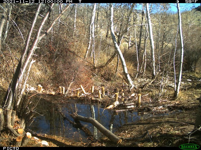 Trail cam photo of a large pool behind a man-made dam of posts and sticks dated 2021-11-12.