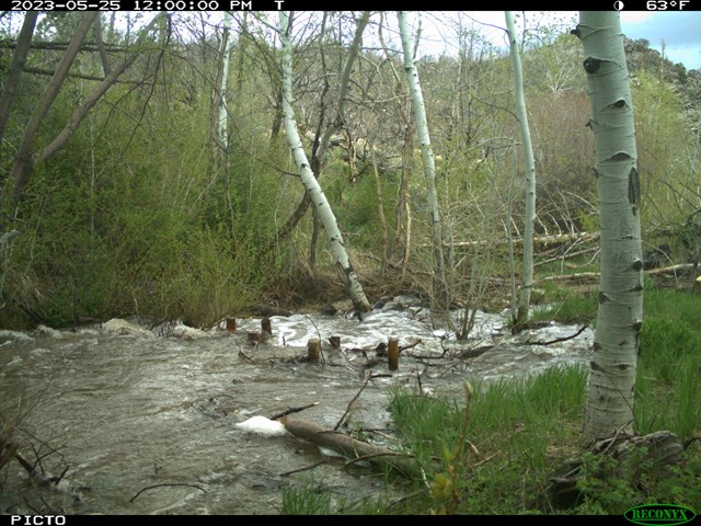 Trail cam photo of storm water rushing over a man-made dam of posts and sticks dated 2023-05-25.