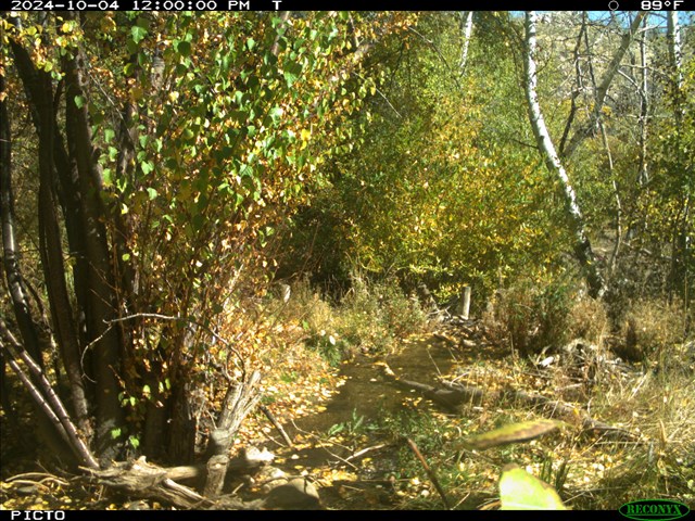 Trail cam photo of shallow pool lined with riparian vegetation behind a man-made dam of posts and sticks dated 2024-10-04.