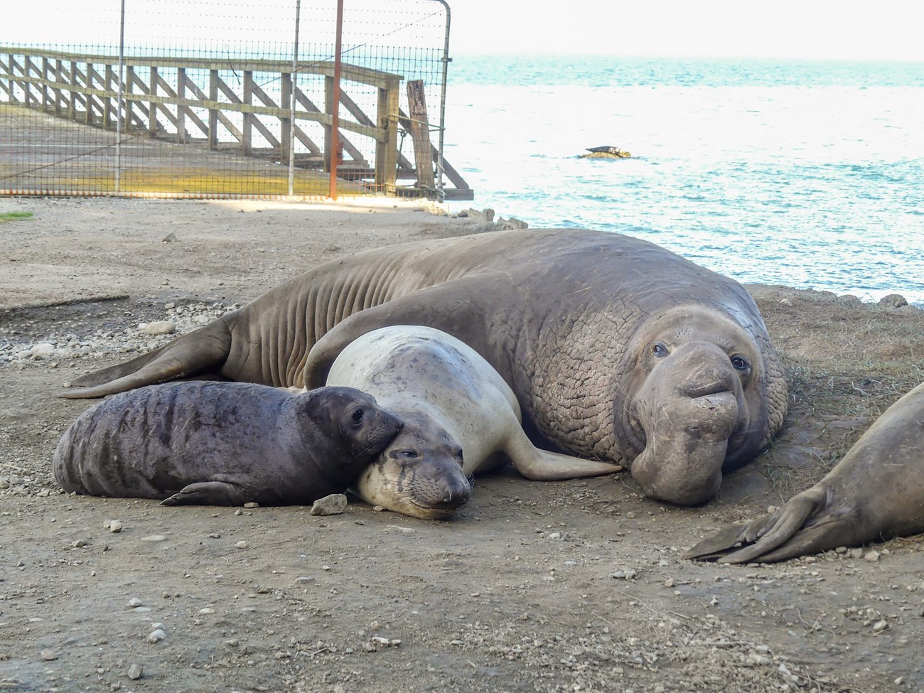 A huge male elephant seal with a large nose and scarred chest holds a smaller female with his front flipper. On the other side of the female, a plump, dark-pelted pup rests its head on her head.