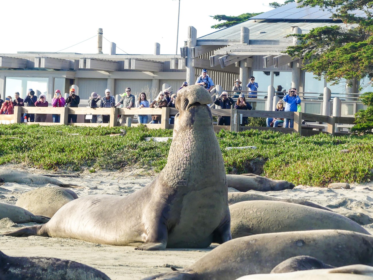 View up an elephant seal-covered beach at a large male raising his head and large proboscis to bellow. Beyond, a crowd of people is watching and filming from just behind a heavy wooden fence.
