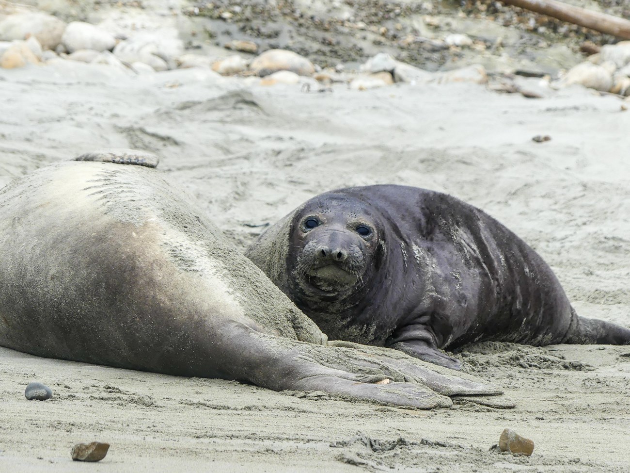 A very large, round elephant seal pup looking at the camera from beside a sleeping, larger-but-skinnier adult female.