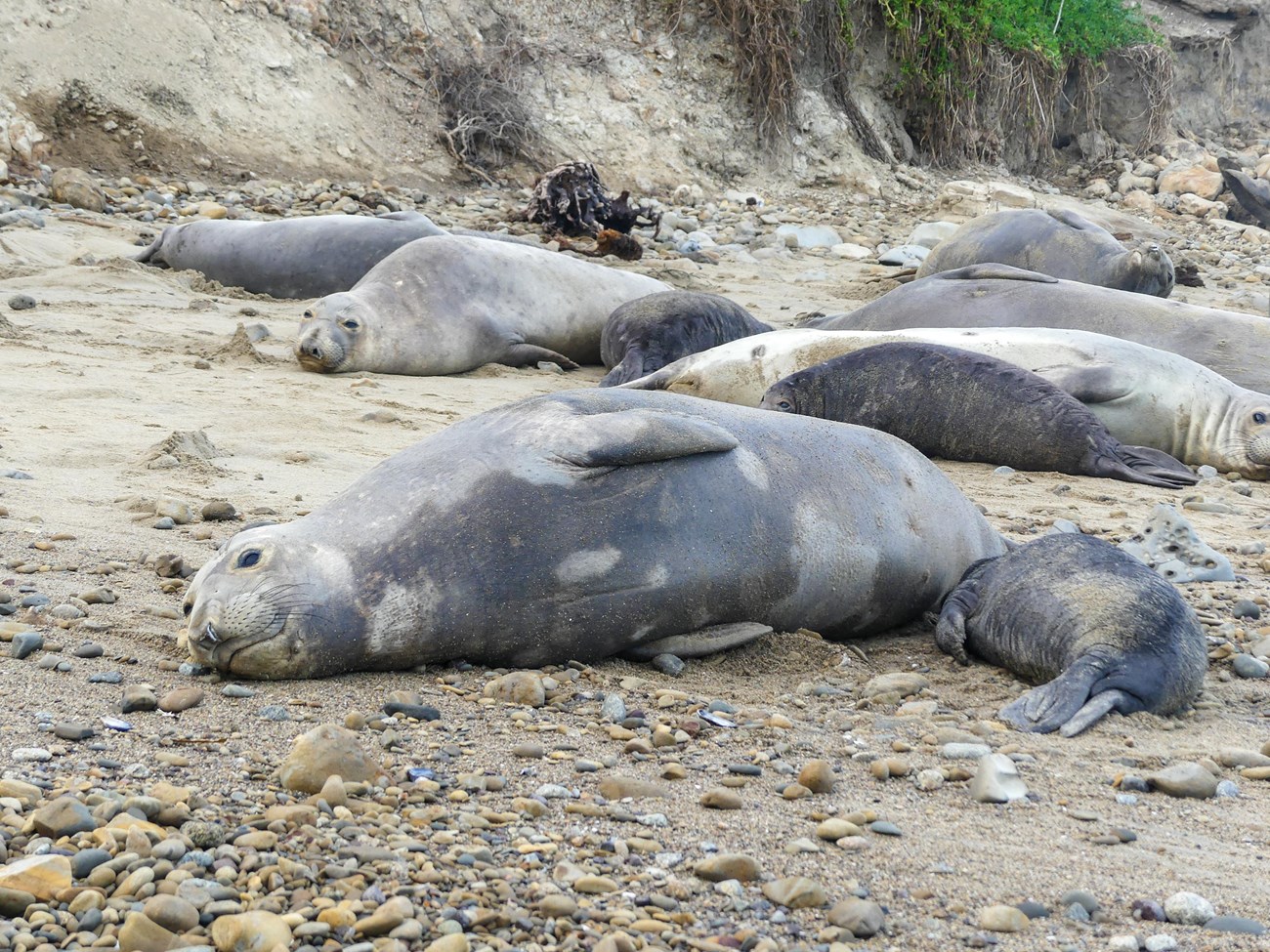 Female elephant seal resting on her side, head down but eyes open,  on a sandy and cobbly beach as she nurses her pup.
