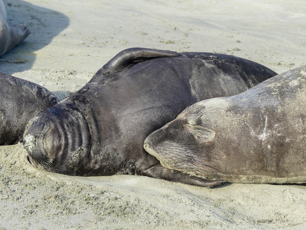 Close-up of an elephant seal mother resting her head in the crook of her plump pup's front flipper as it snoozes almost on its back.