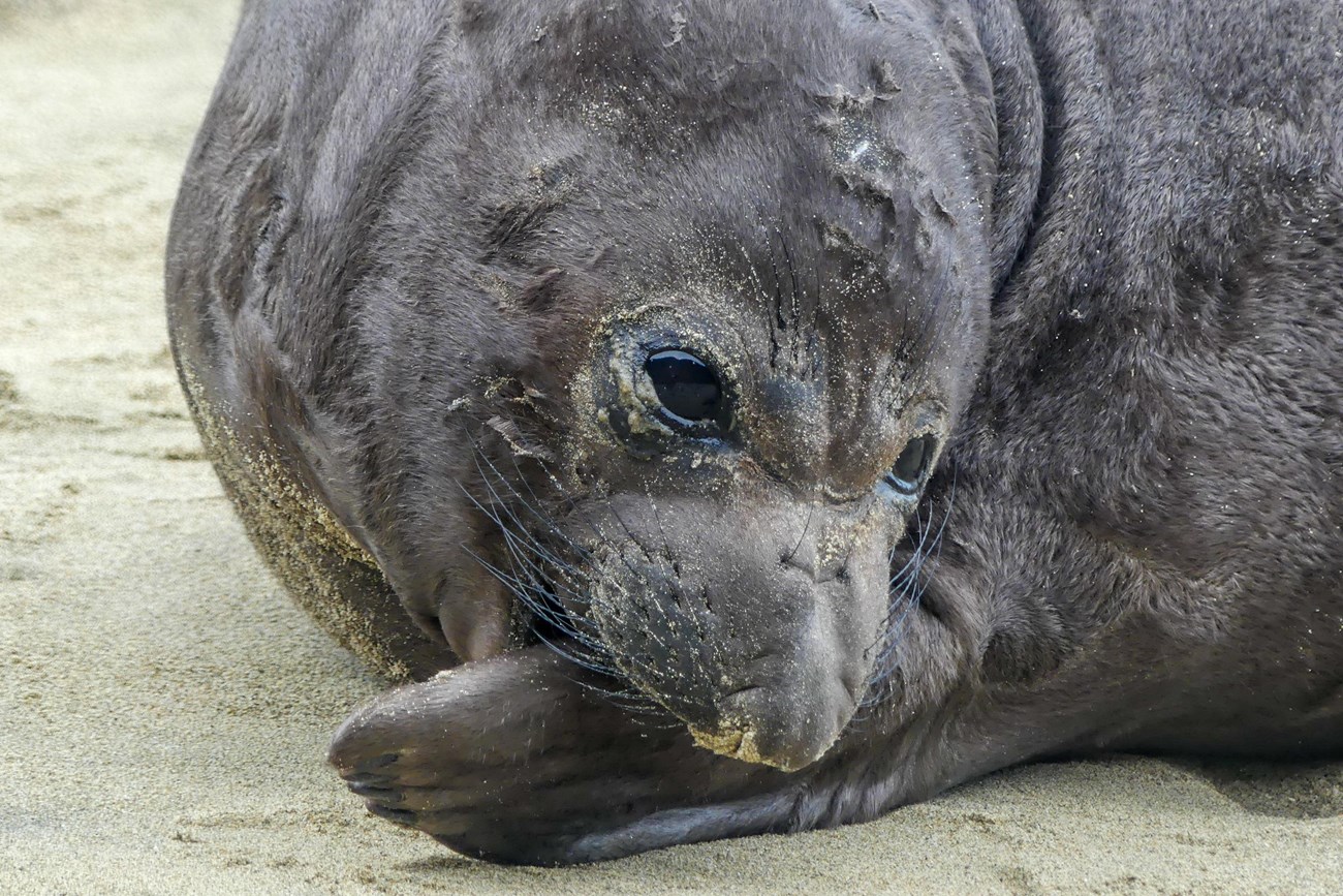 Close-up of a young elephant seal with some sand on its furry, dark coat, titling its head to nibble on its own front flipper.