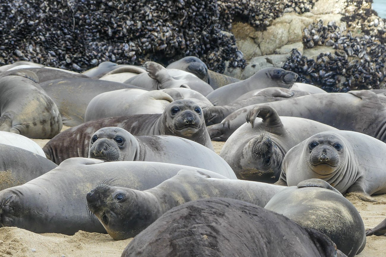 A couple dozen plump young elephant seals lounging together on a section of beach backed by mussel-covered rocks. A few seals have dark rough coats or patches of dark fur, but most appear smooth and silvery-gray.