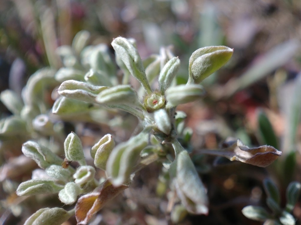 Truly tiny, wooly, yellow-green flower at the center of a cluster of wooly green leaves.