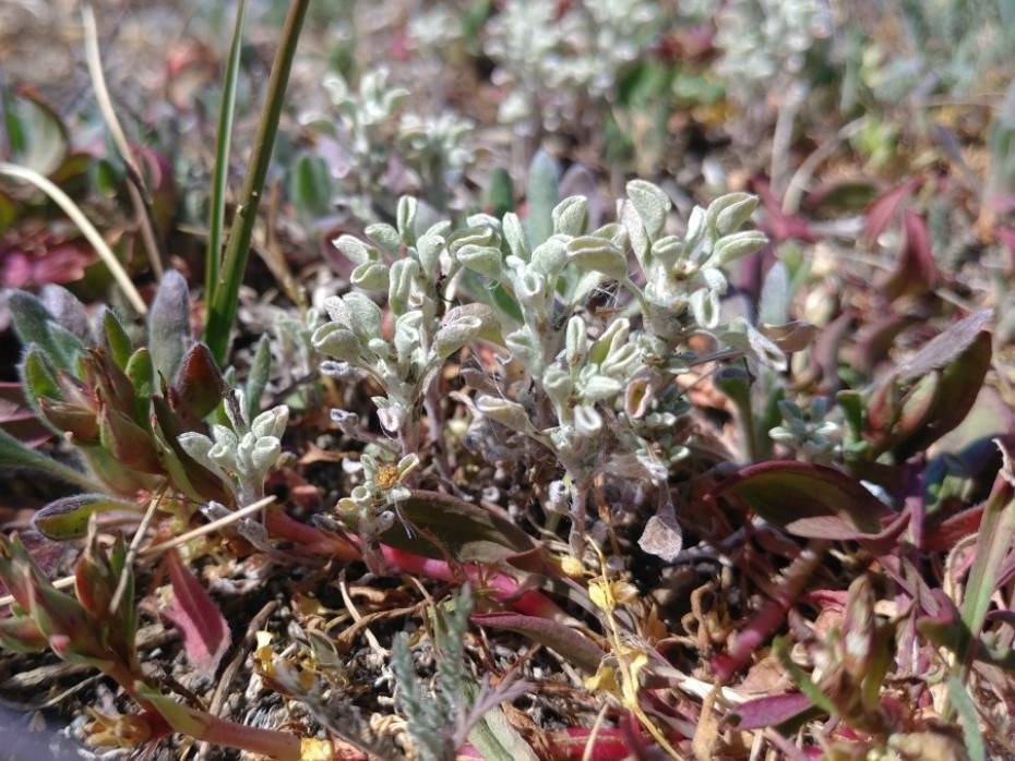 Silvery, wooly light green stalks and leaves rise a few cm above the ground among other low-lying red and green vegetation.