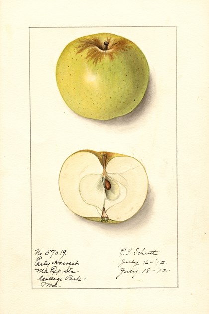 A watercolor drawing of a green apple, both intact and cut in half.