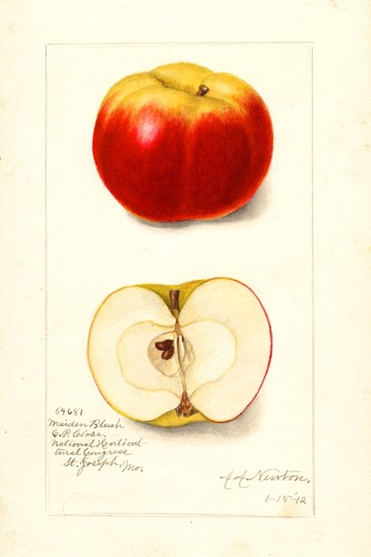 A watercolor drawing of an apple, both intact and cut in half.