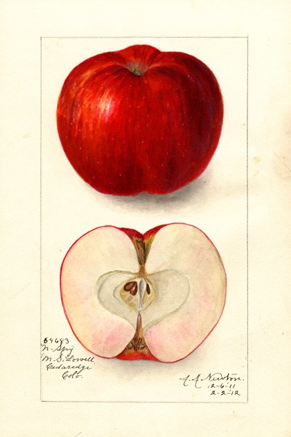 A watercolor drawing of an apple, both intact and cut in half.