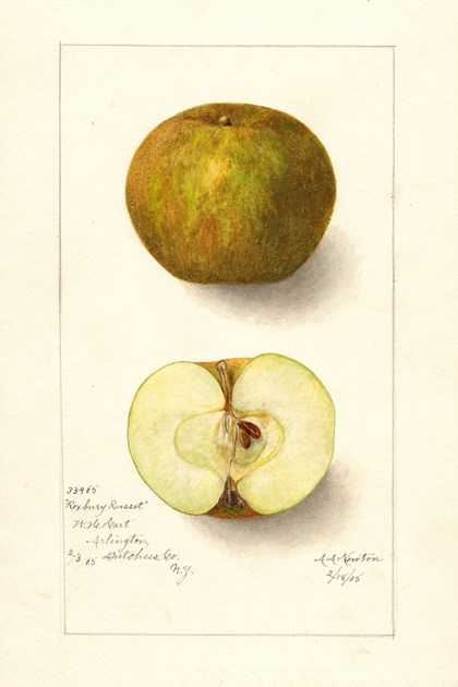 A watercolor drawing of an apple, both intact and cut in half.