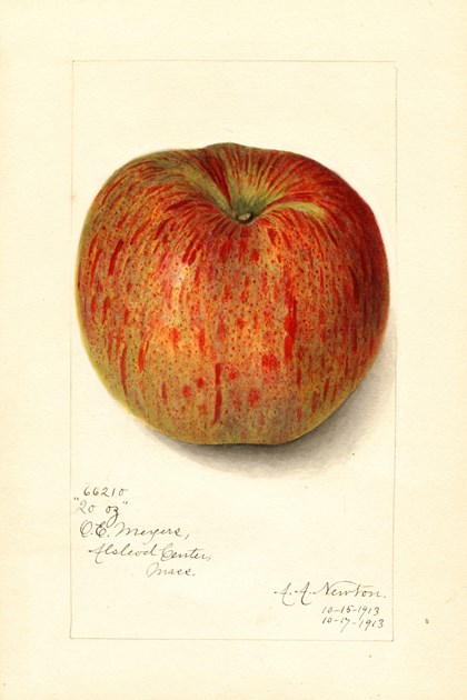 A watercolor drawing of an apple.