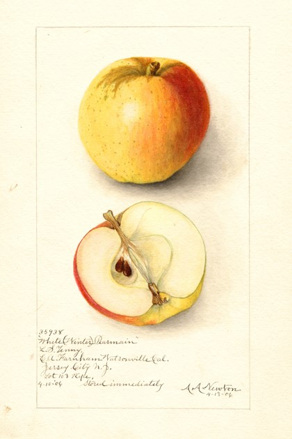 A watercolor drawing of an apple, both intact and cut in half.