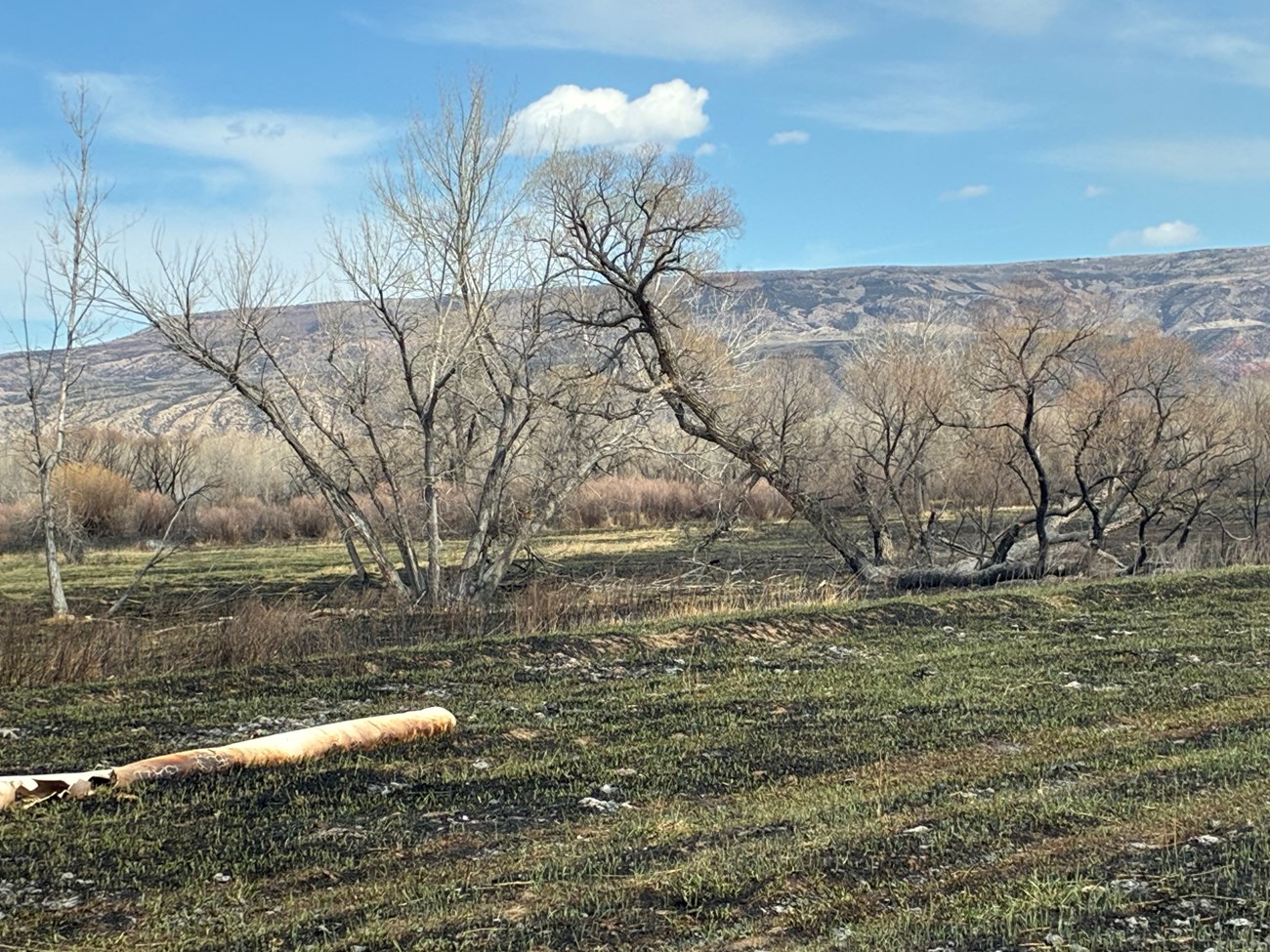 Green grass beginning to grown through the burned landscape of the Kane Fire.