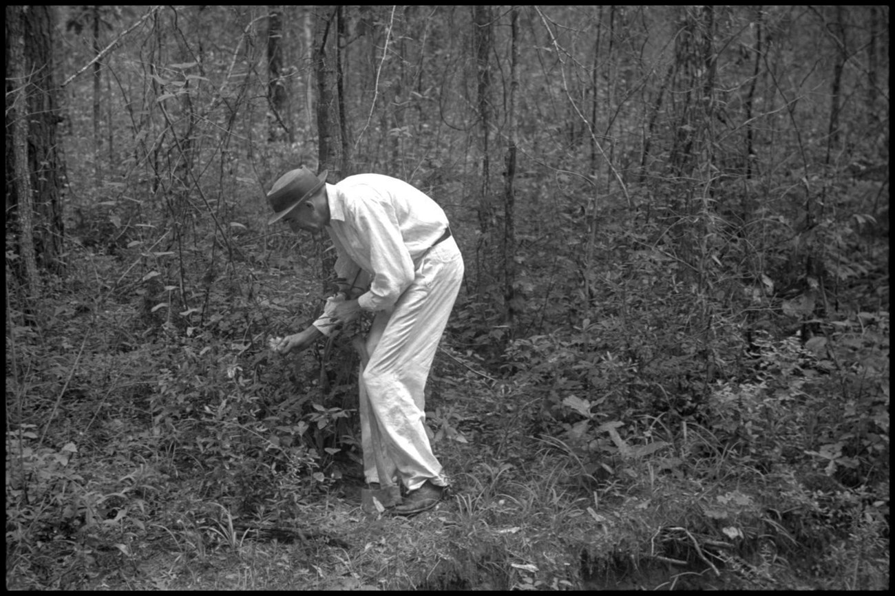 A man wearing all white clothing bends down to examine a plant in a thicket of shrubs.