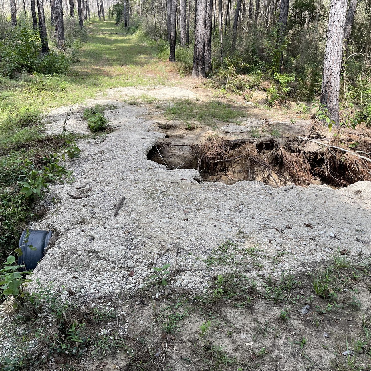 A section of trail that is washed out next to a culvert in a pine forest.